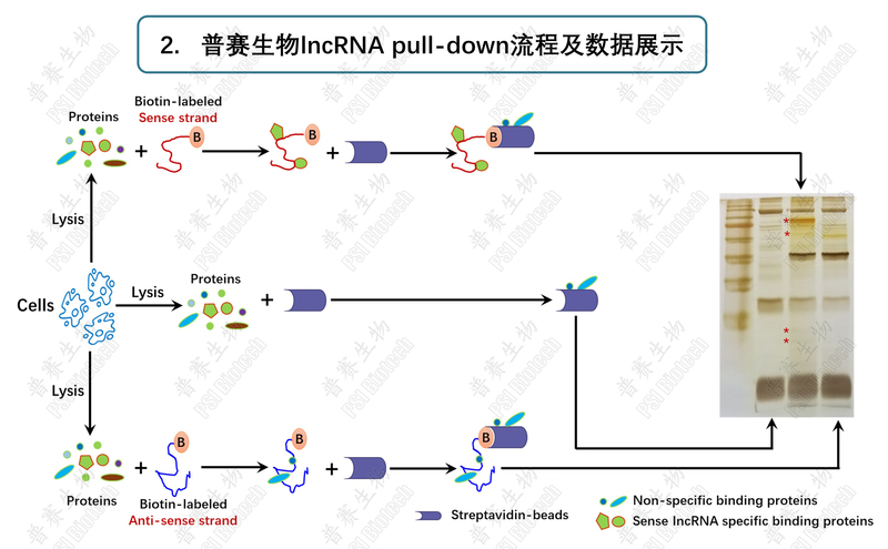 rnapulldownrna蛋白质互作定性解决方案