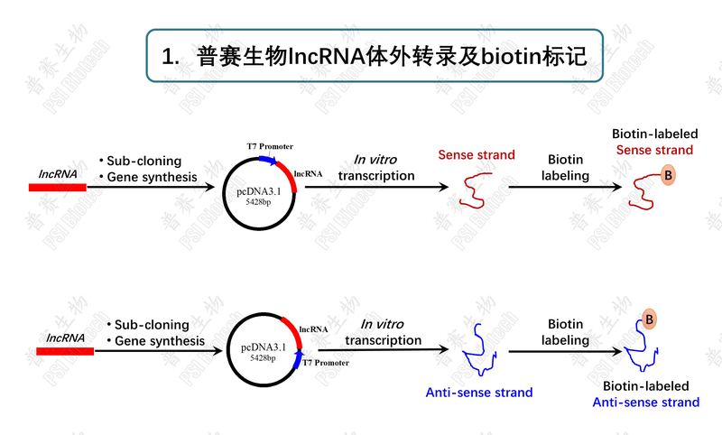 rna pull-down:rna-蛋白质互作定性解决方案 - 上海普赛生物科技有限